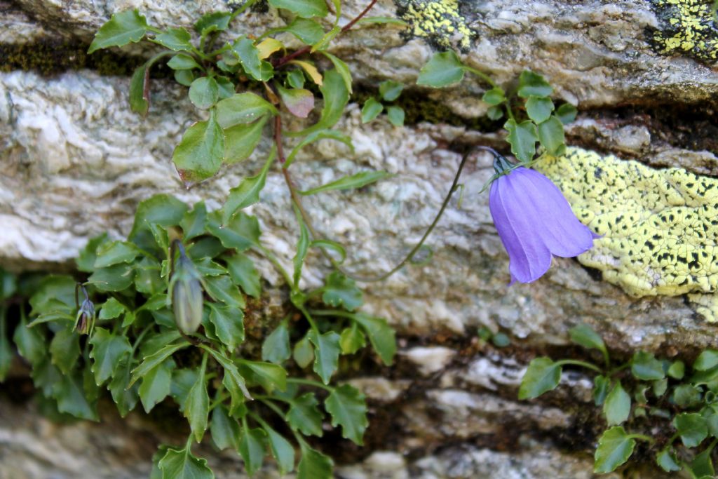 Campanula cochleariifolia / Campanula dei ghiaioni